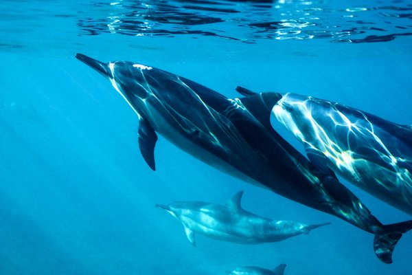 Quels sont les meilleurs endroits pour observer les dauphins en Nouvelle-Zélande?